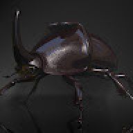 Black Beetle